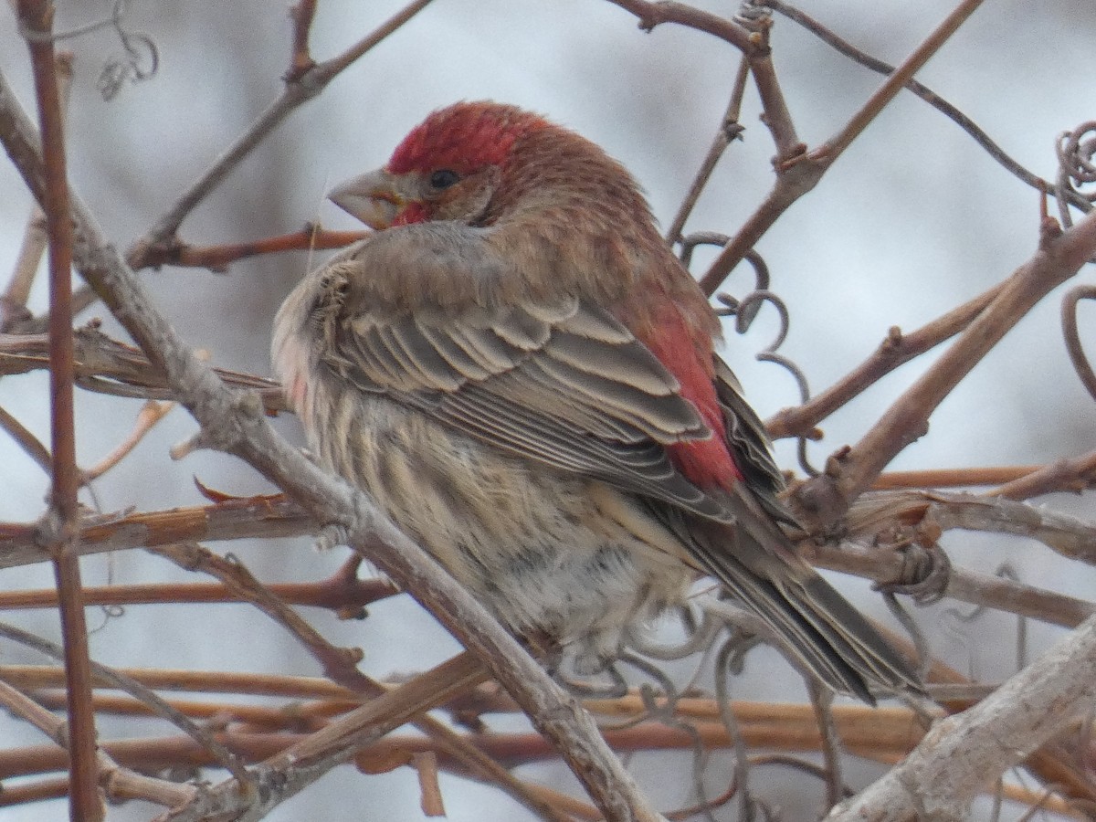 House Finch - David Riddle