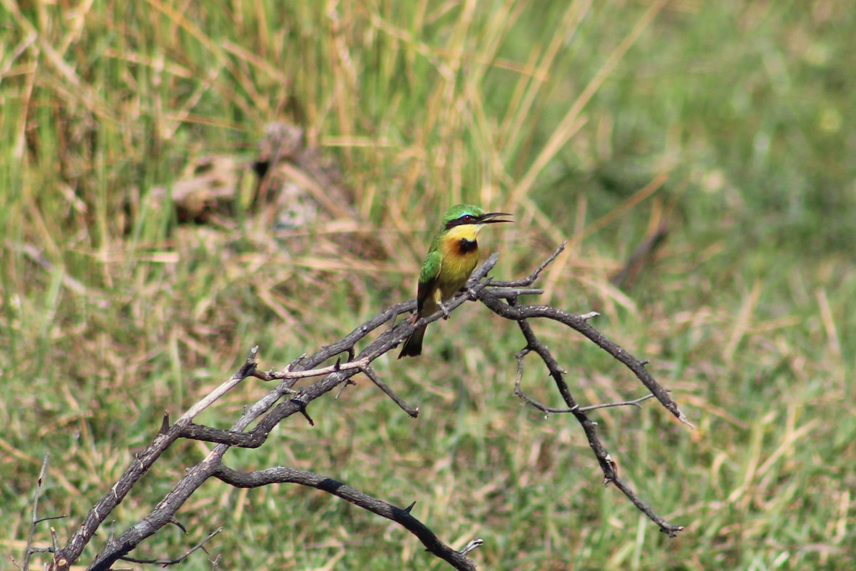 Little Bee-eater - ML401518801