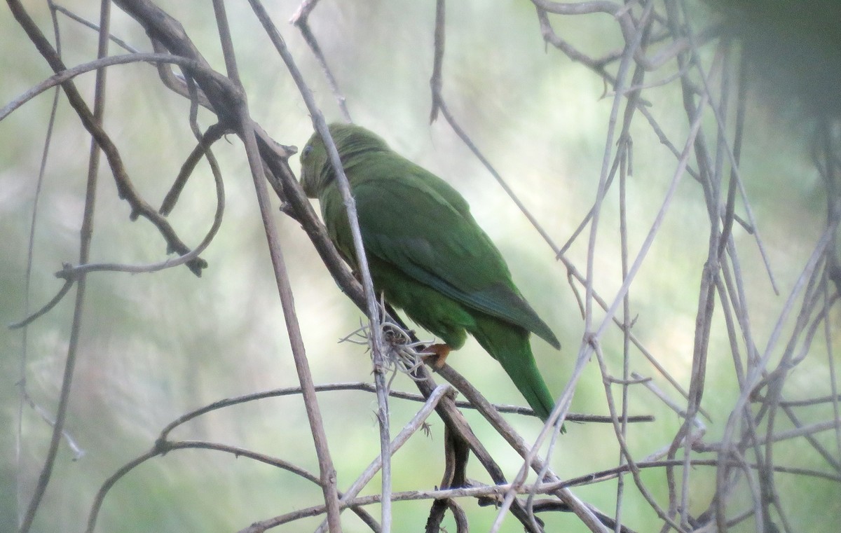 Andean Parakeet - Fernando Angulo - CORBIDI