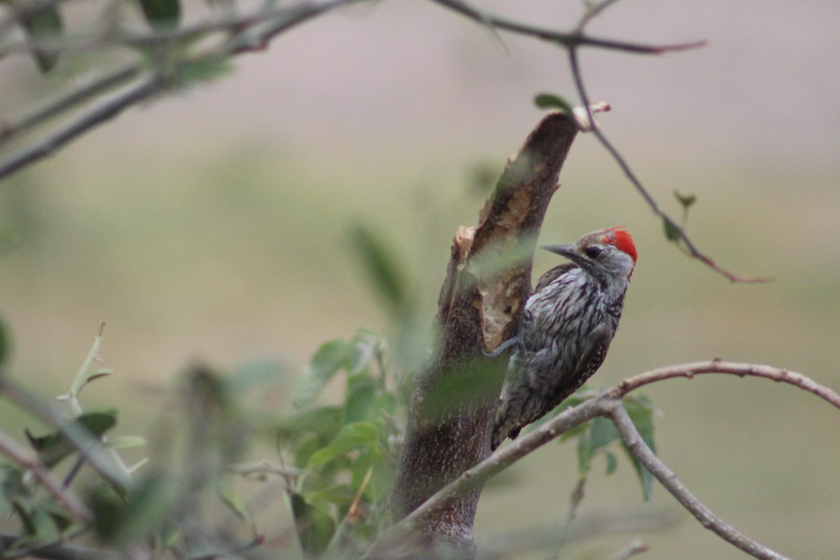 Cardinal Woodpecker - ML401519941