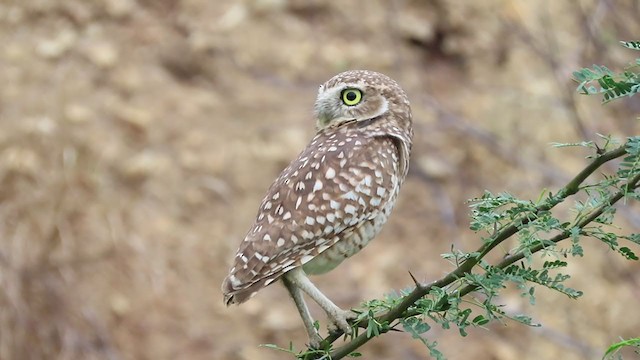 Burrowing Owl - ML401521461