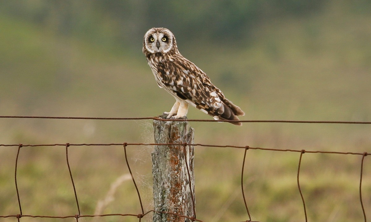 Short-eared Owl - ML40152161