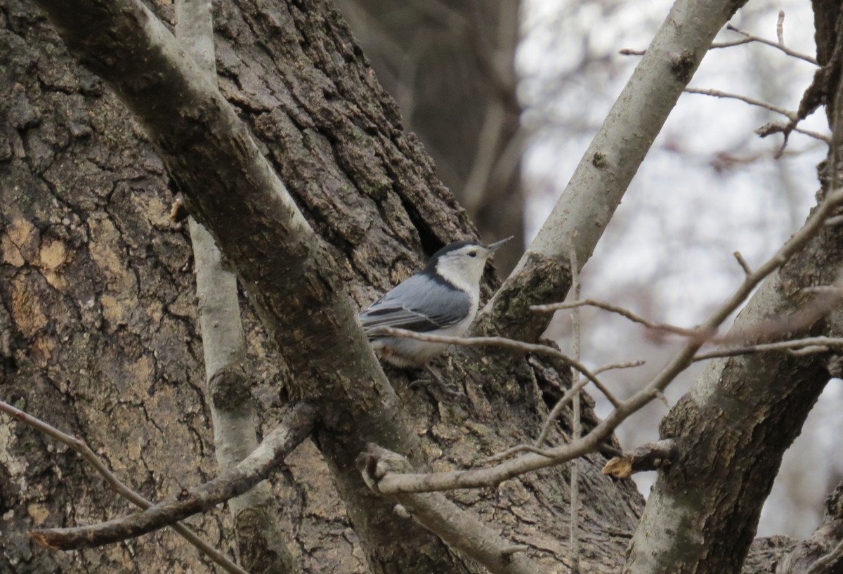 White-breasted Nuthatch - ML401523531