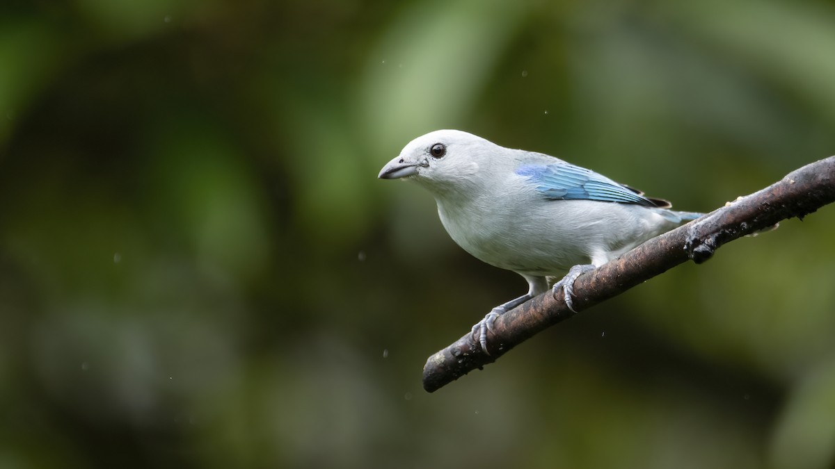 Blue-gray Tanager - ML401526911