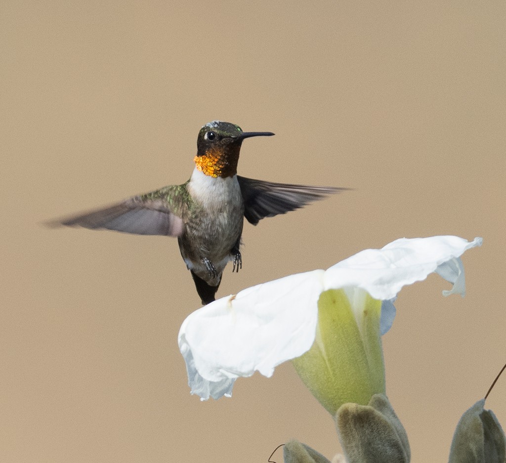 Ruby-throated Hummingbird - manuel grosselet