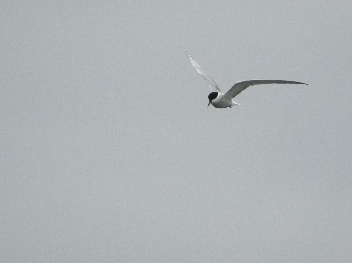 Common Tern (longipennis) - ML401535241