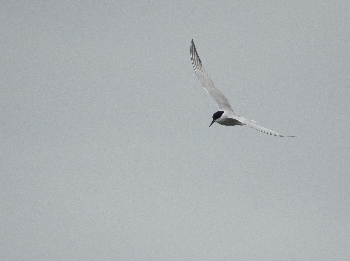 Common Tern (longipennis) - Michael Stubblefield