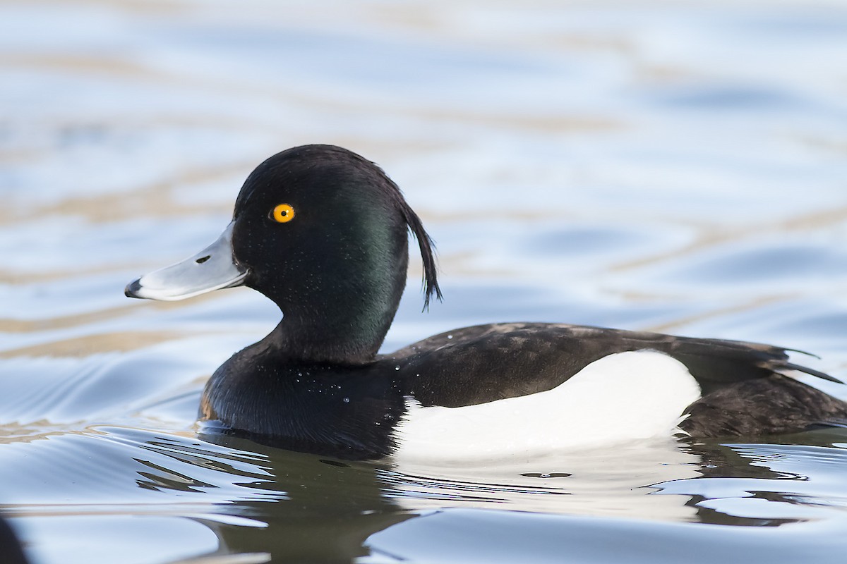 Tufted Duck - ML40154041