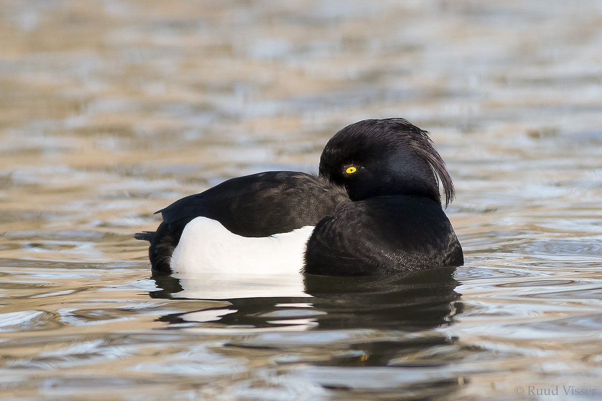 Tufted Duck - ML40154051