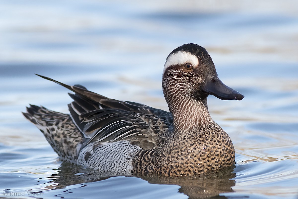 Garganey - Spatula querquedula - Media Search - Macaulay Library and eBird