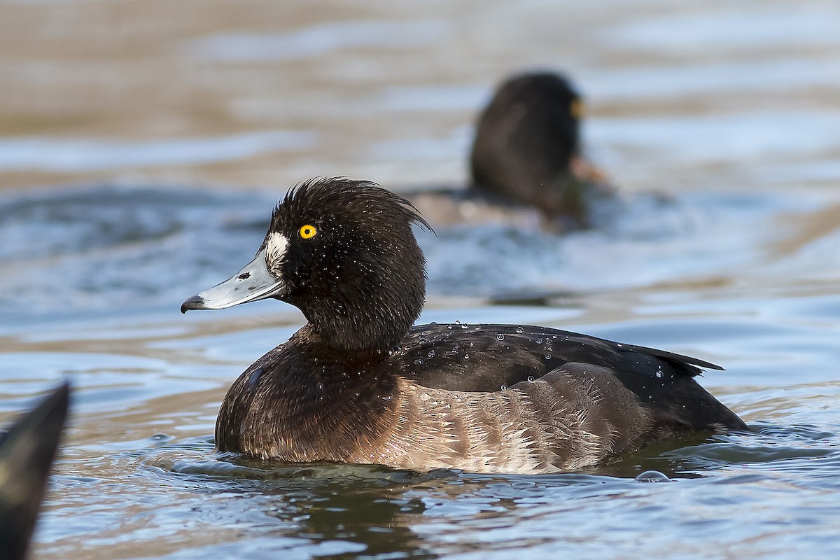 Tufted Duck - ML40154121