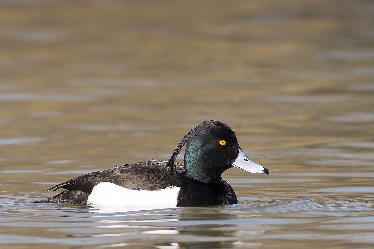 Tufted Duck - ML40154271