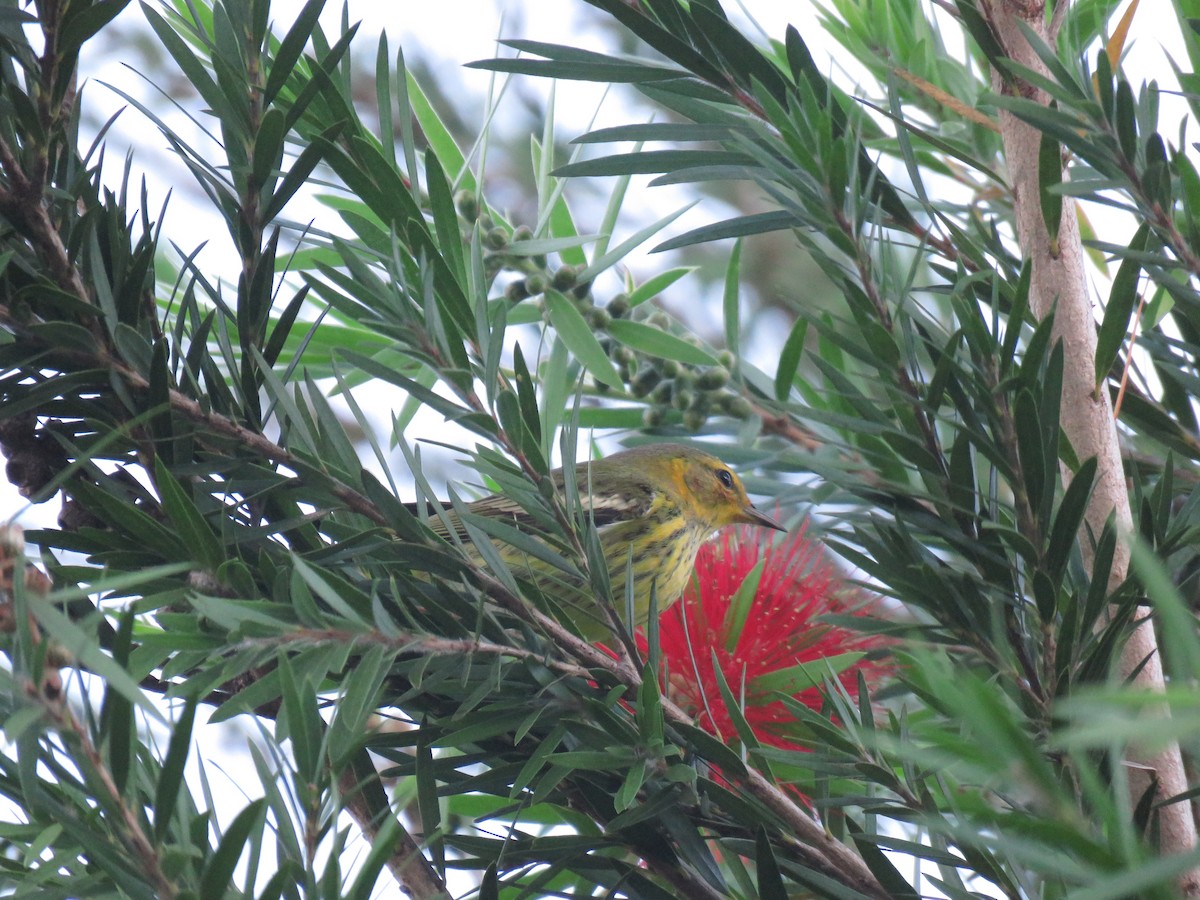 Cape May Warbler - ML401544751