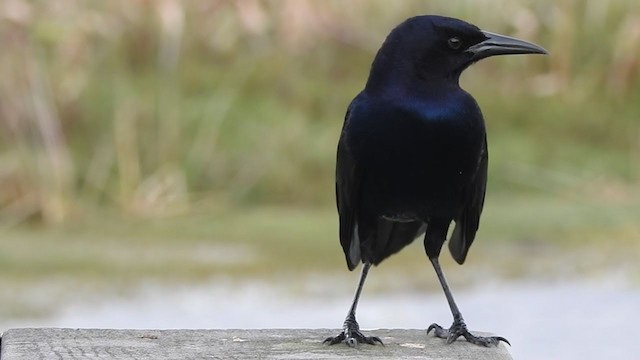 Boat-tailed Grackle - ML401545601