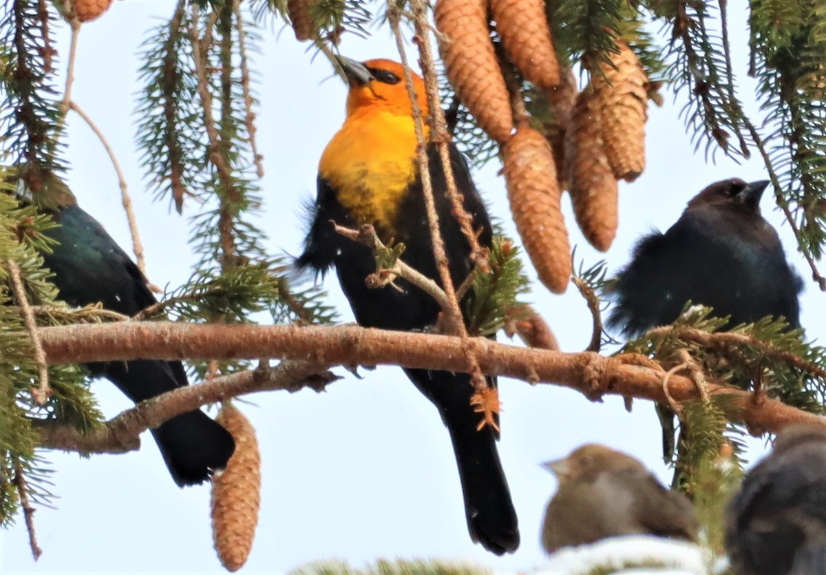 Yellow-headed Blackbird - ML401546811