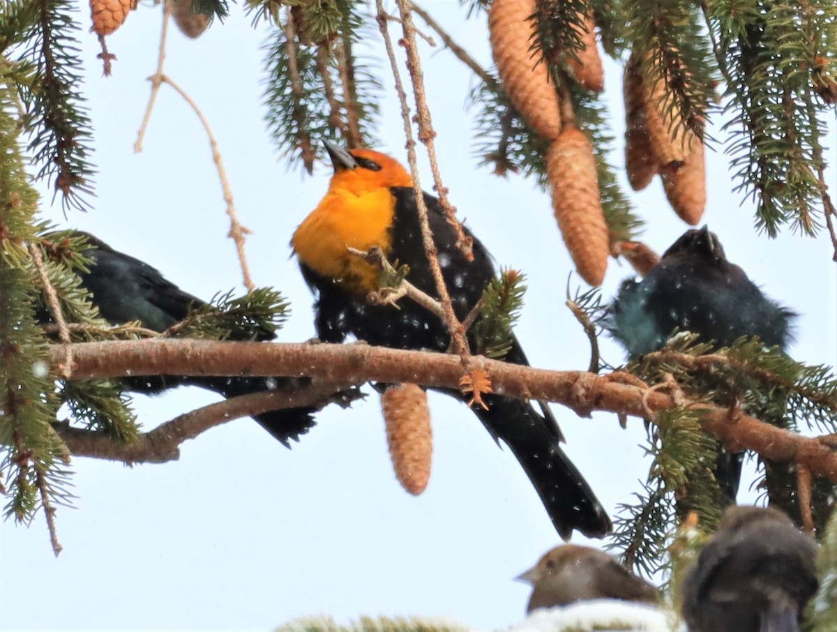 Yellow-headed Blackbird - ML401546821