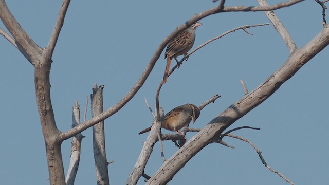 Cinnamon-tailed Sparrow - ML401552971