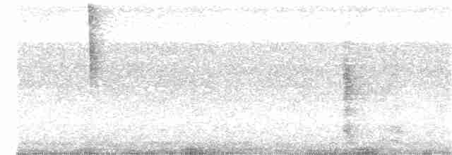 Grünbrust-Mangokolibri - ML401553141