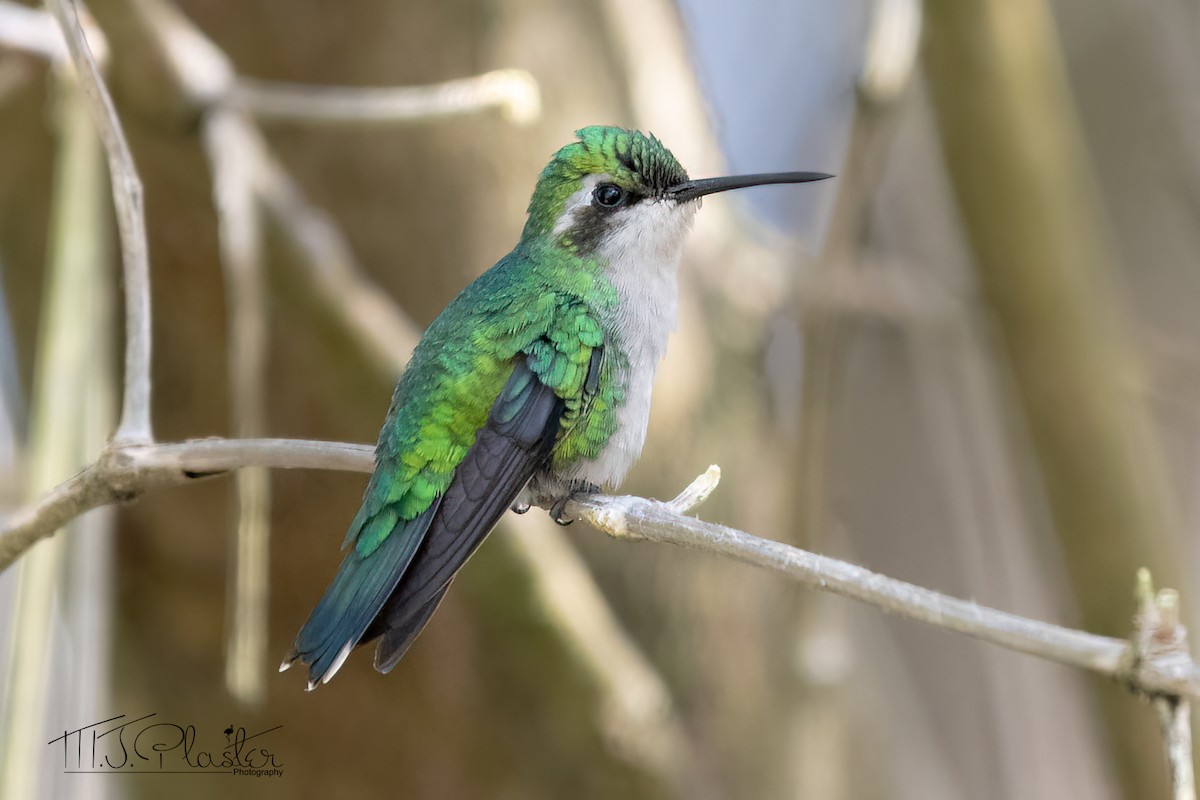 Blue-tailed Emerald - ML401559441