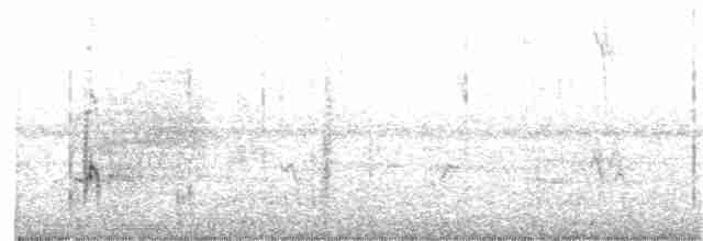Graurücken-Wassertyrann - ML401562171