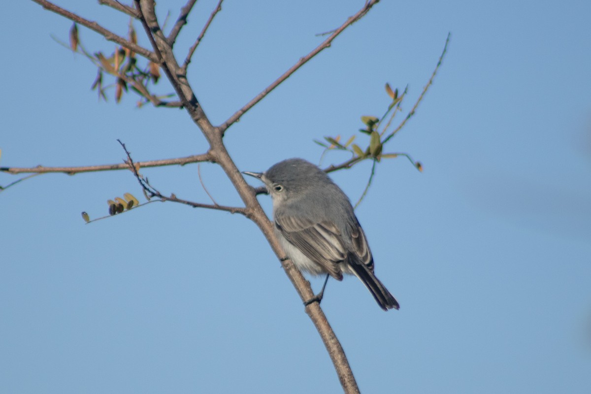 Blue-gray Gnatcatcher (obscura Group) - ML401563061
