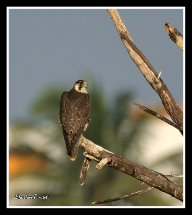 Peregrine Falcon - Bhaskar pandeti
