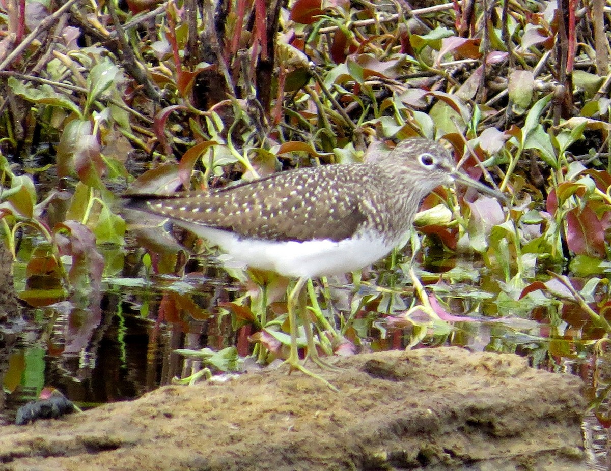 Solitary Sandpiper - Niall Doherty