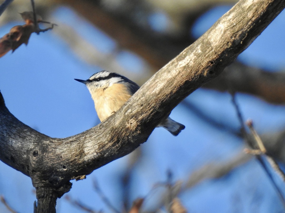 Red-breasted Nuthatch - ML401575271