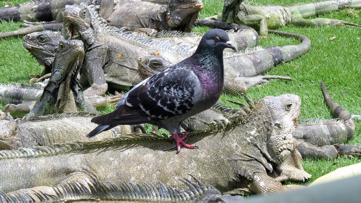 Rock Pigeon (Feral Pigeon) - John Gaglione