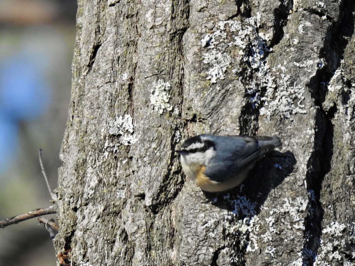 Red-breasted Nuthatch - ML401577421