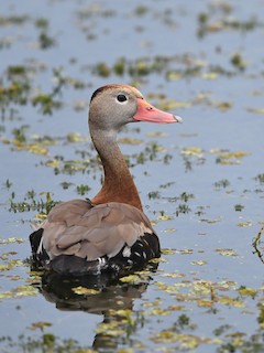 Black-bellied Whistling-Duck, ML401582941