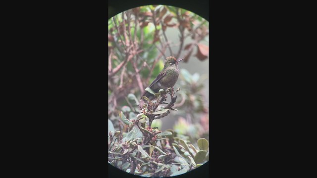 kolibřík Herranův - ML401583531