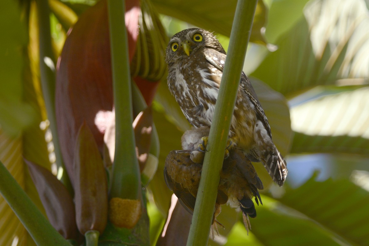Ferruginous Pygmy-Owl - ML40158361