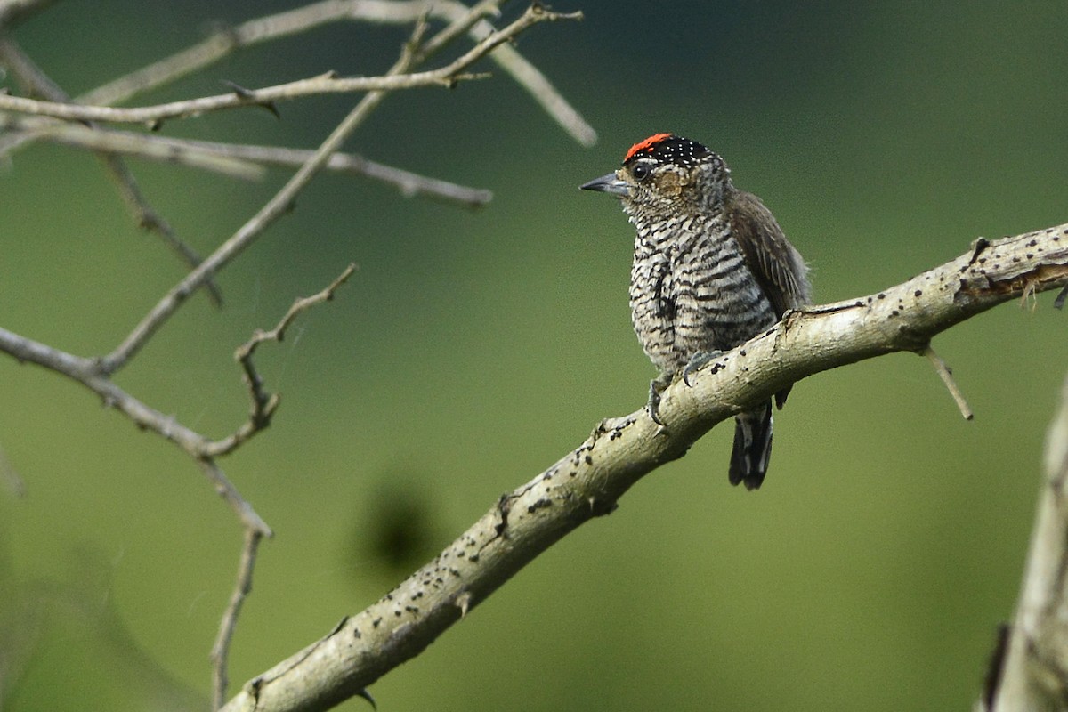 White-barred Piculet - ML40158511