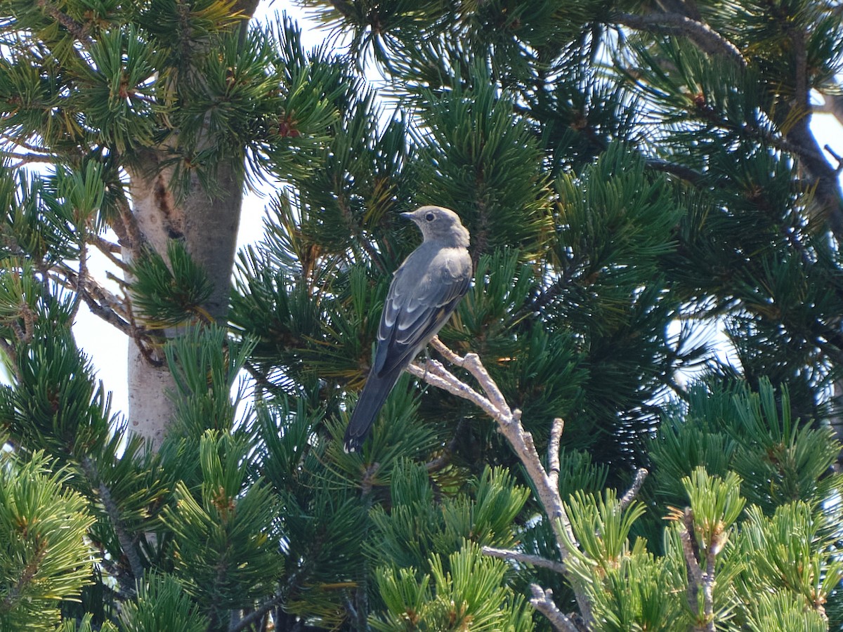 Townsend's Solitaire - ML401586351