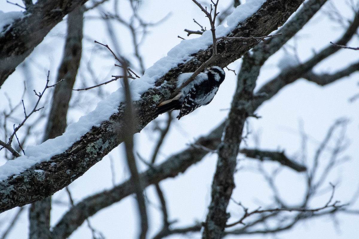 Downy Woodpecker (Eastern) - ML401589201