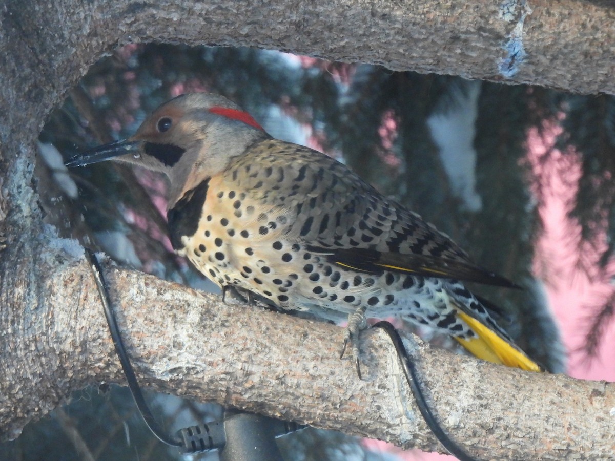 Northern Flicker (Yellow-shafted) - ML401591451