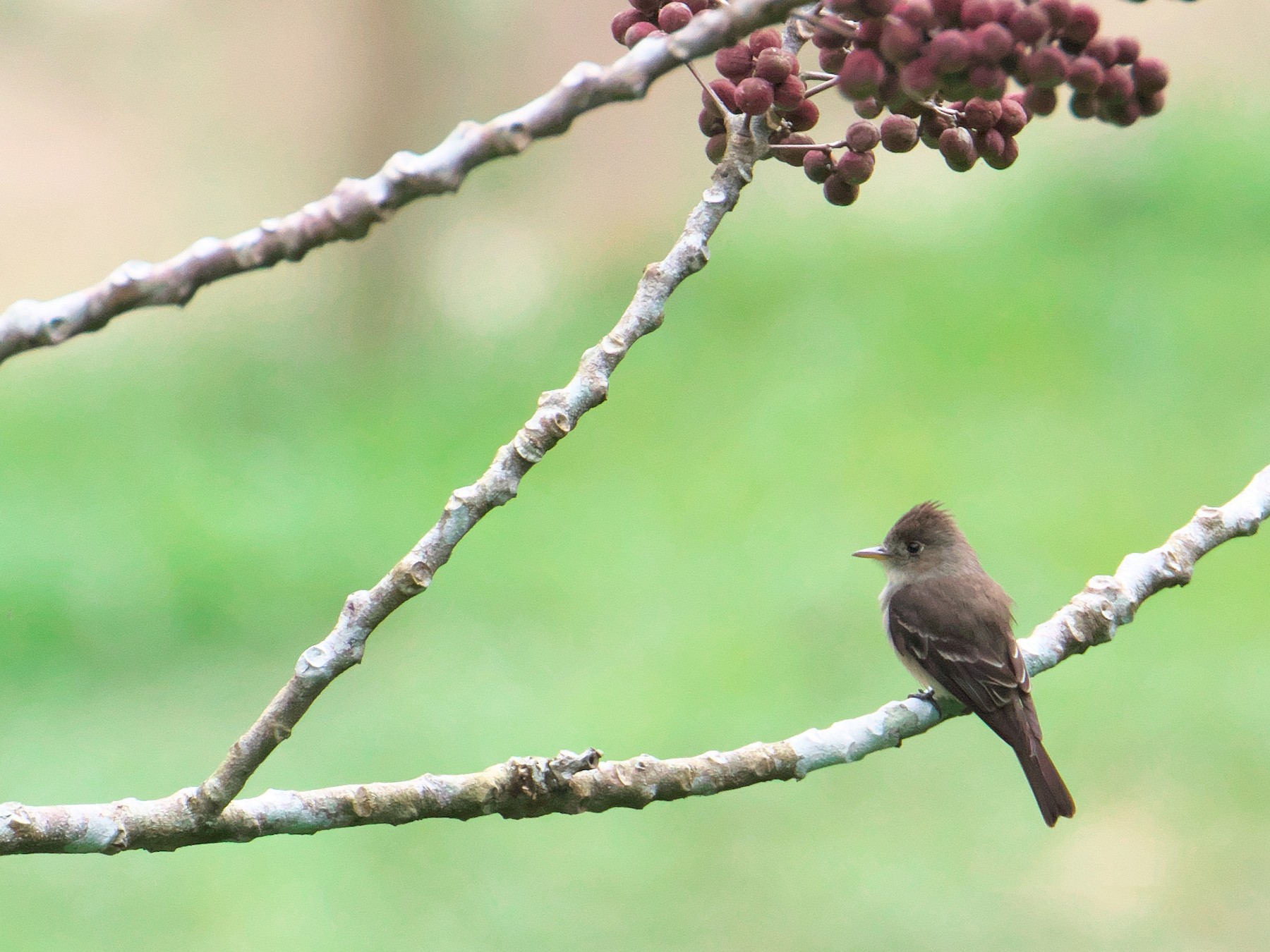 Northern Tropical Pewee - Paul Tavares