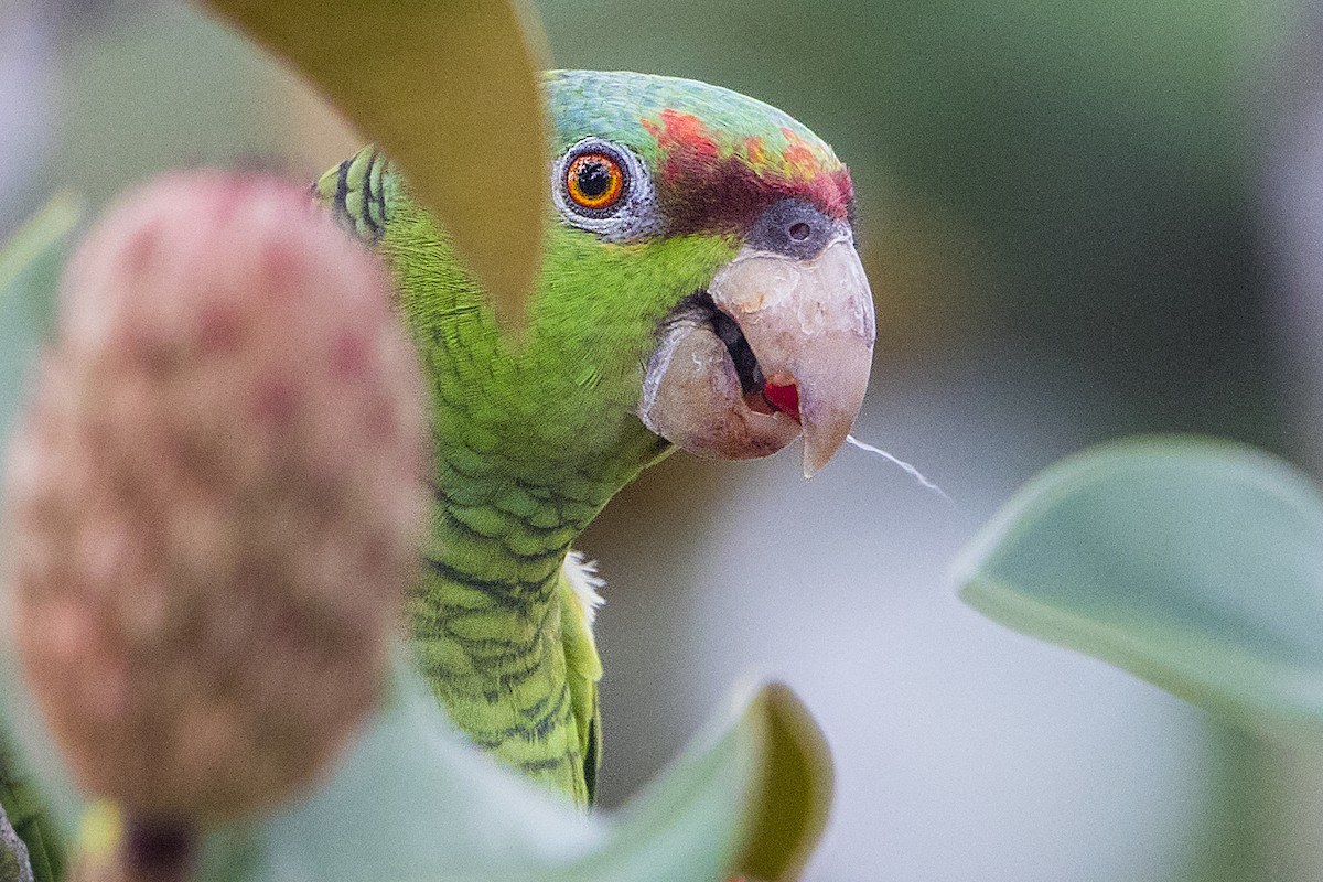 Lilac-crowned Parrot - ML40159611
