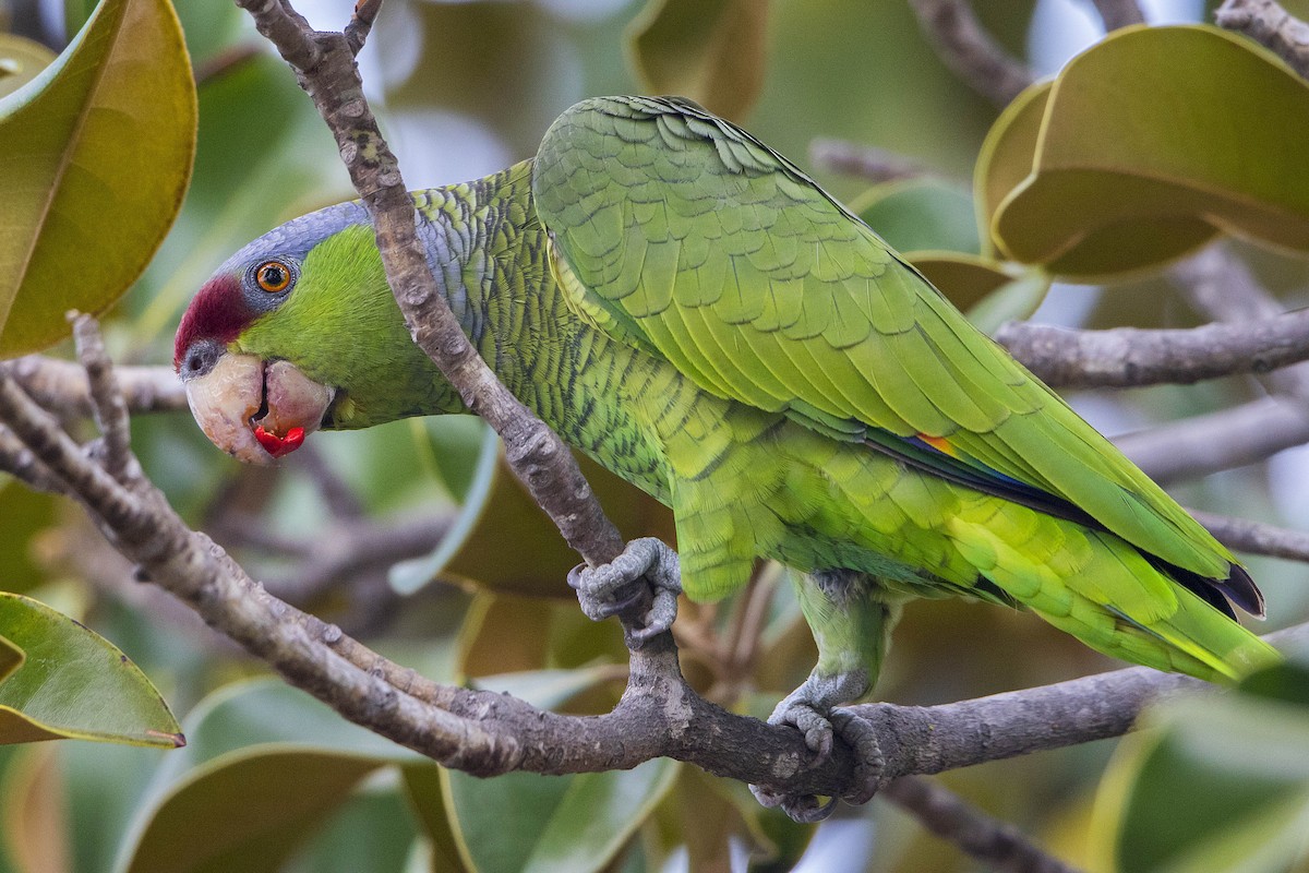 Lilac-crowned Parrot - ML40159641