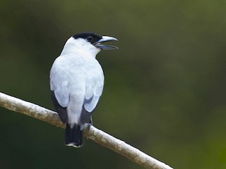  - Black-crowned Tityra