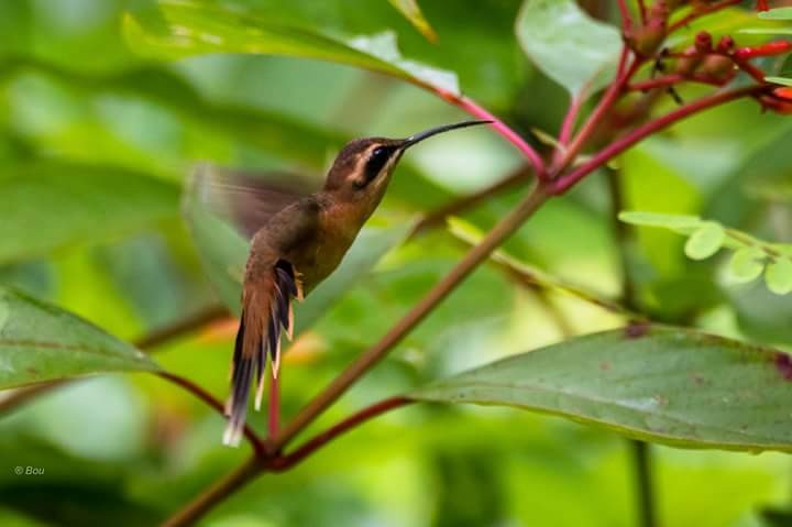 Stripe-throated Hermit - Angel Castillo Birdwatching Guide
