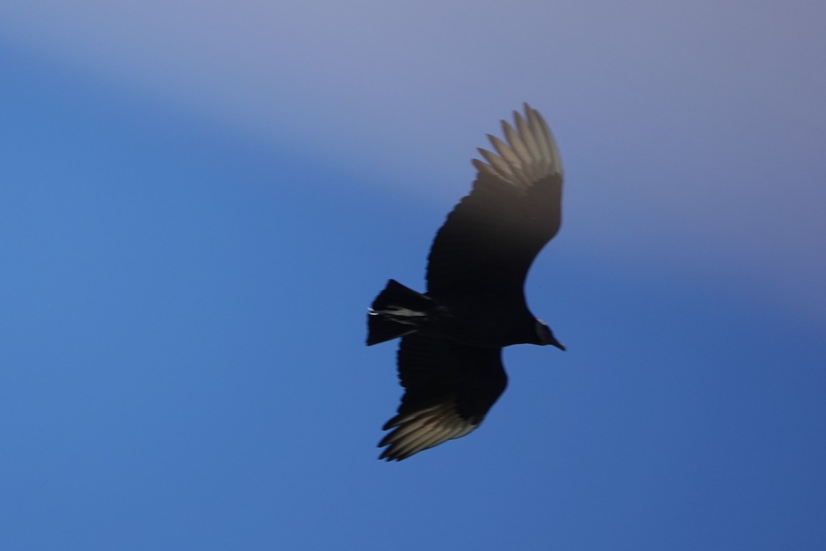 Black Vulture - ML401608141