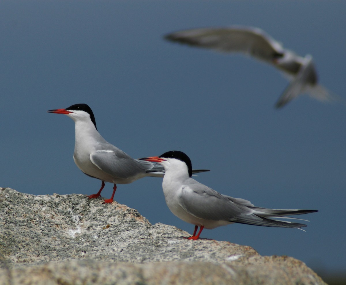Common Tern - ML40161041
