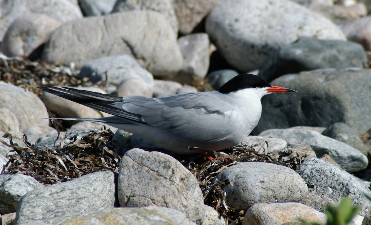 Common Tern - ML40161051