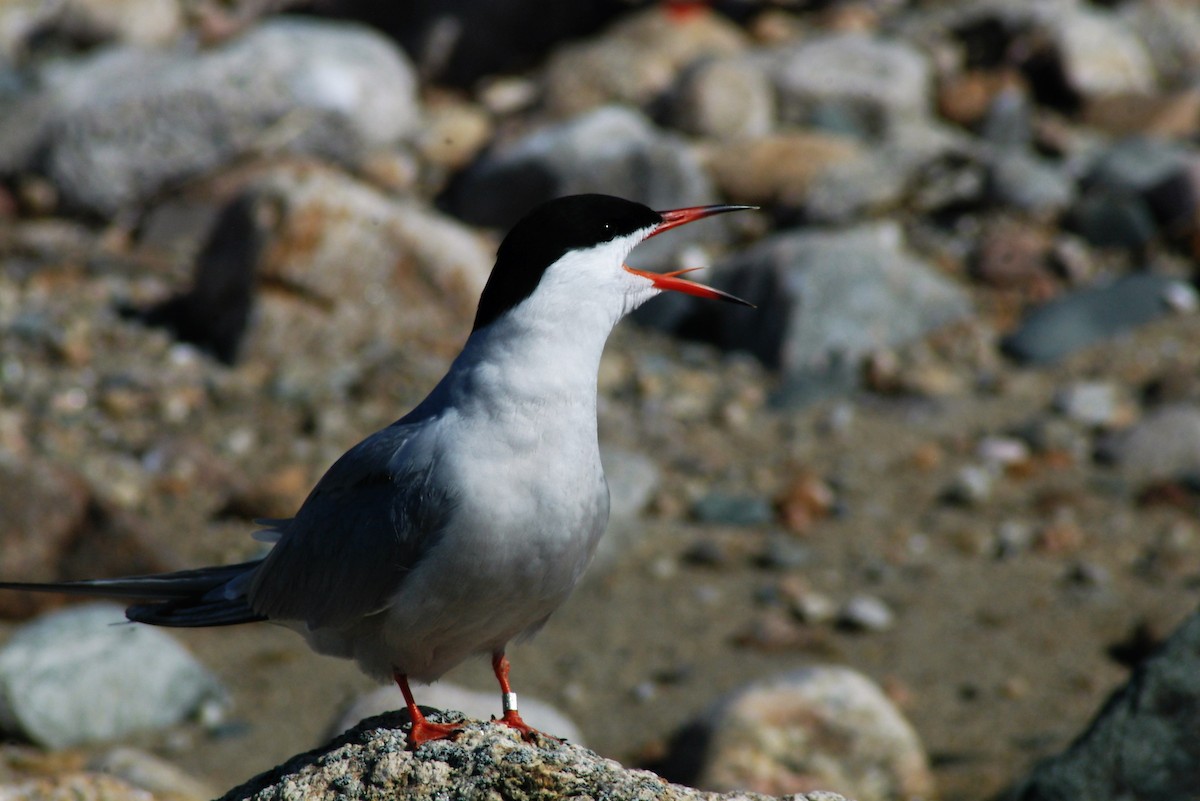 Common Tern - ML40161061