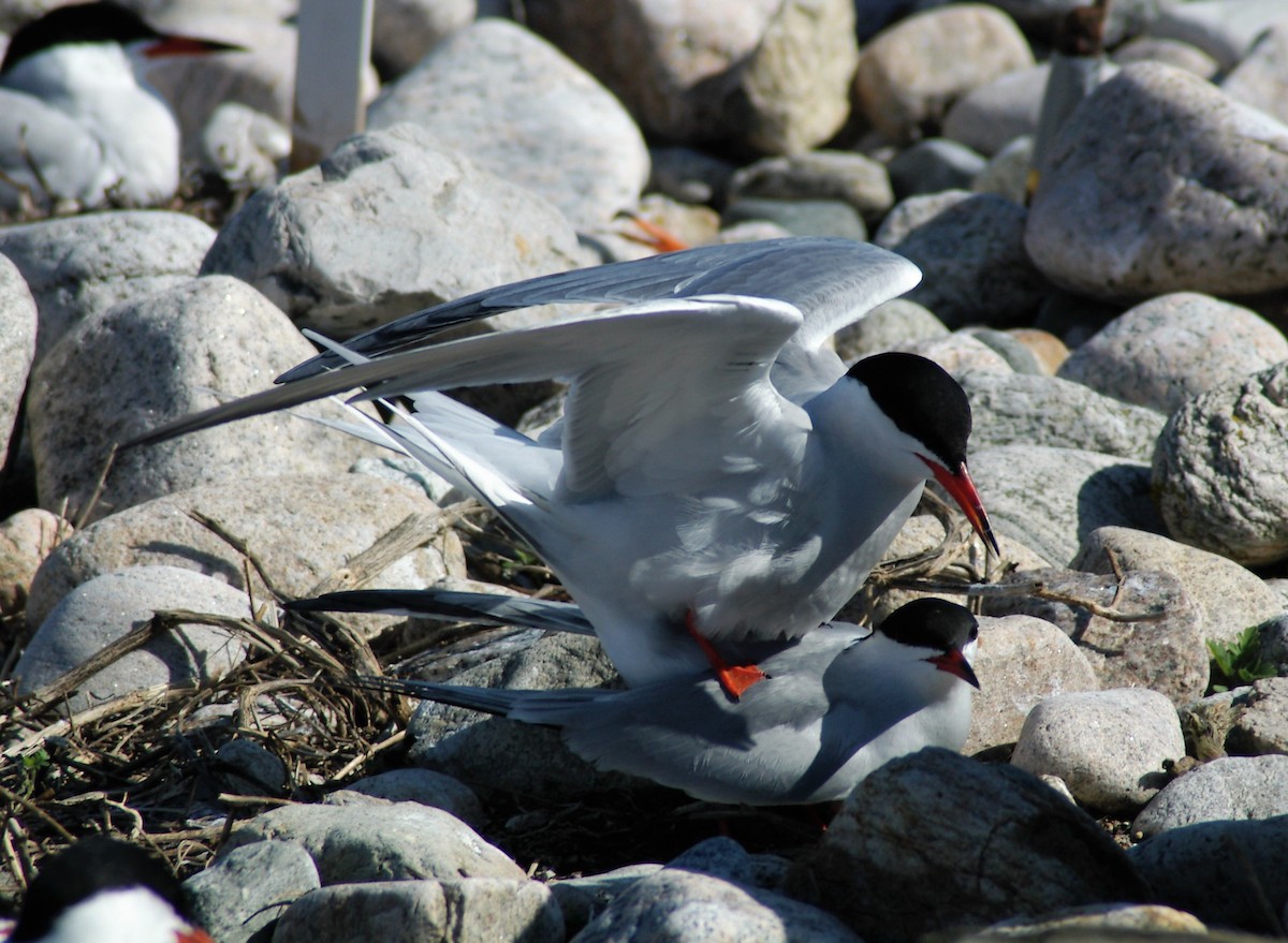 Common Tern - ML40161081