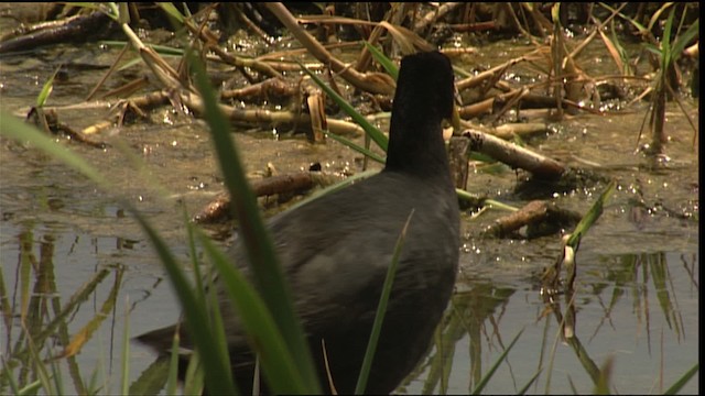 Red-fronted Coot - ML401614