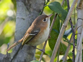  - Cozumel Vireo