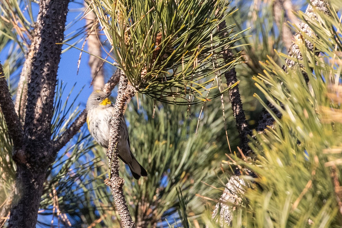 Yellow-rumped Warbler (Audubon's) - ML401617571